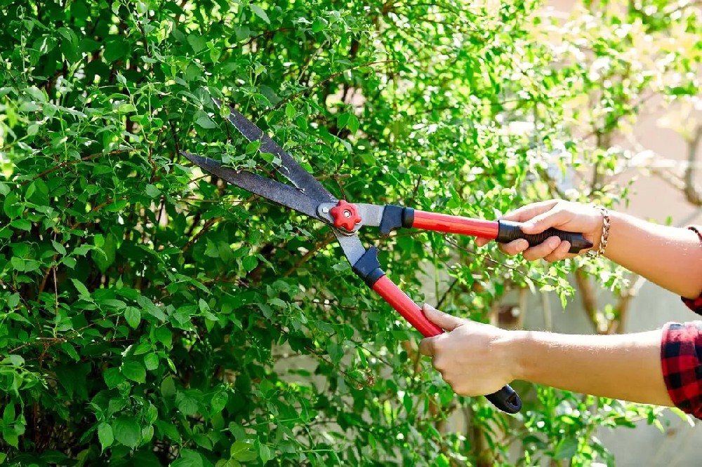 [�����ƶ�����԰��]��ľ�޼��������Ҫ��